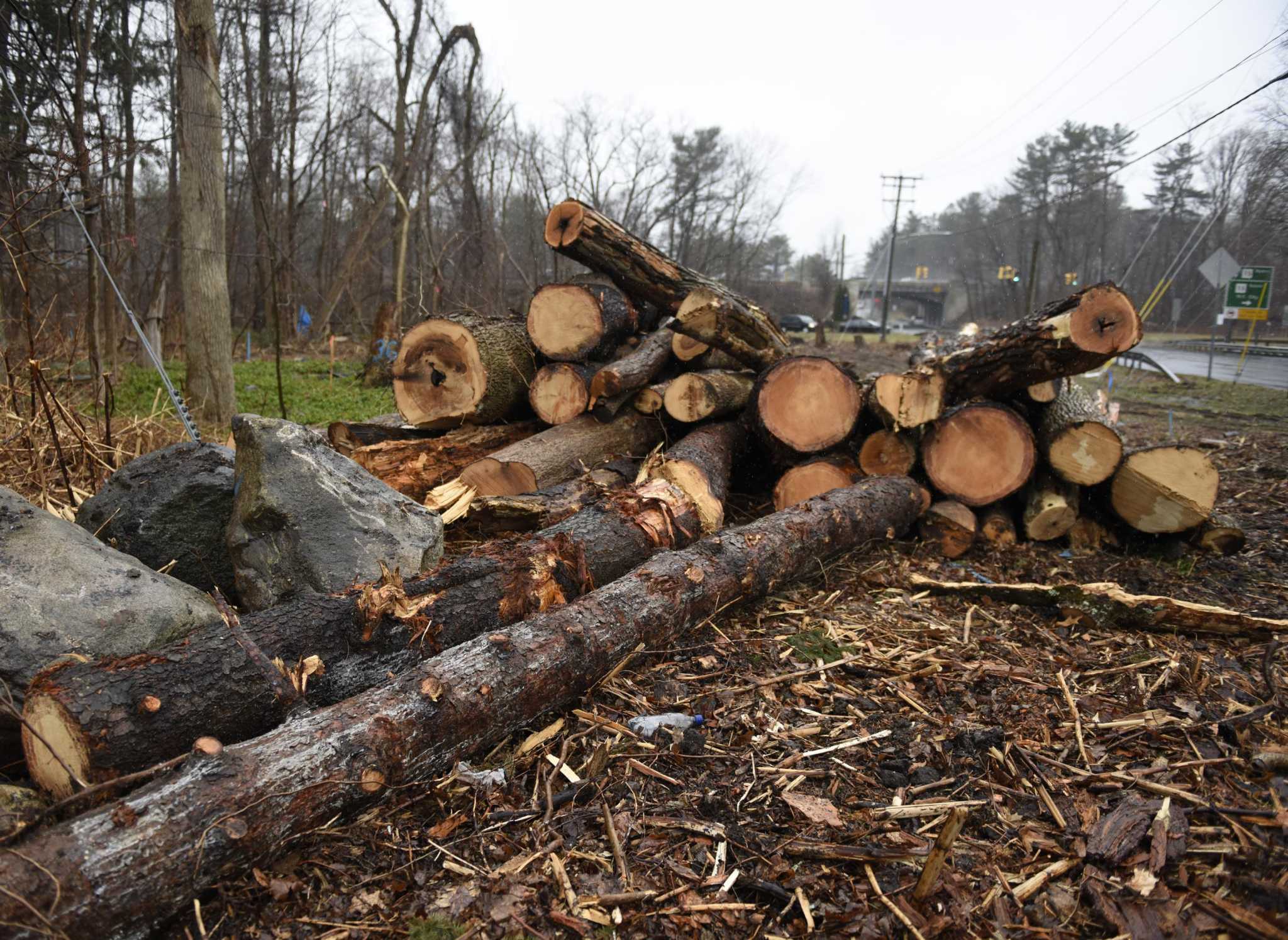 Stamford residents tried to save 37 trees. The state chopped them down anyway. - Vimarsana News