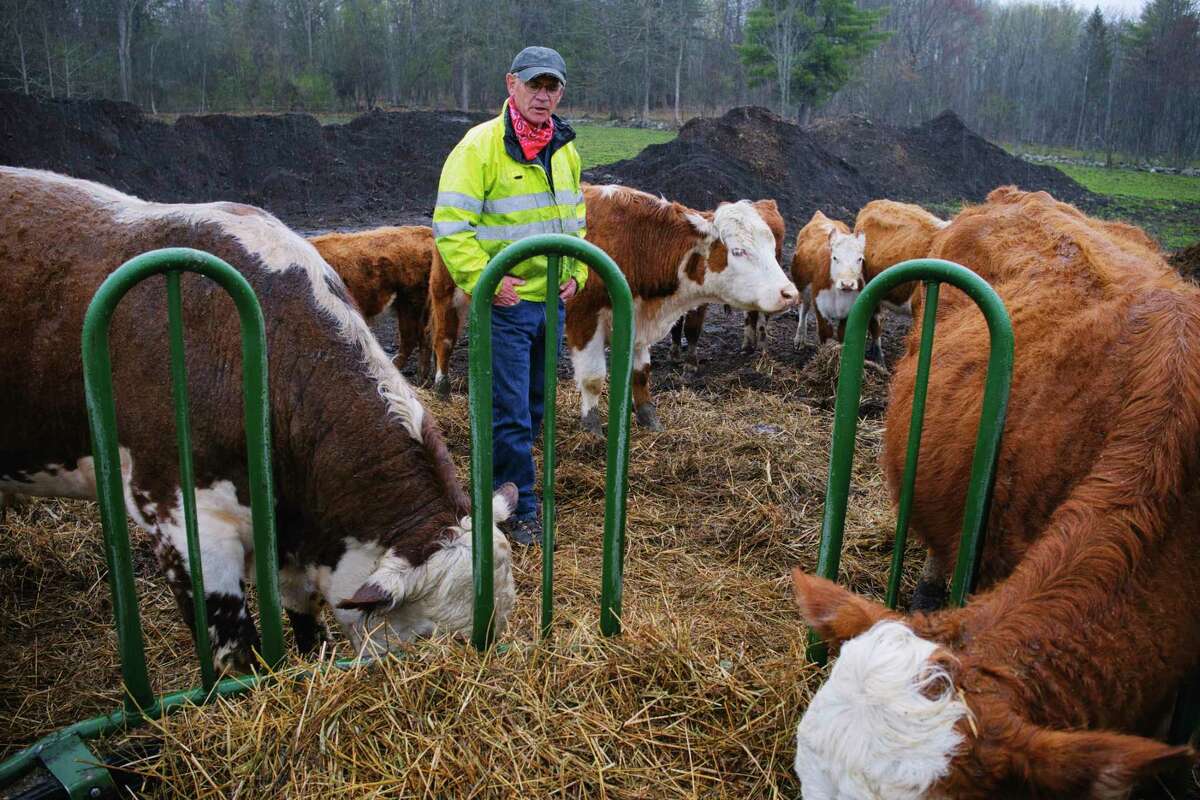 Farmer Mike Nally with some of his cattle at his farm on Thursday, April 15, 2021, in Glenville, N.Y. Nally, who is also the president of the Schenectady County Farm Bureau, has a herd of 15 cattle, mostly Herefords. (Paul Buckowski/Times Union)