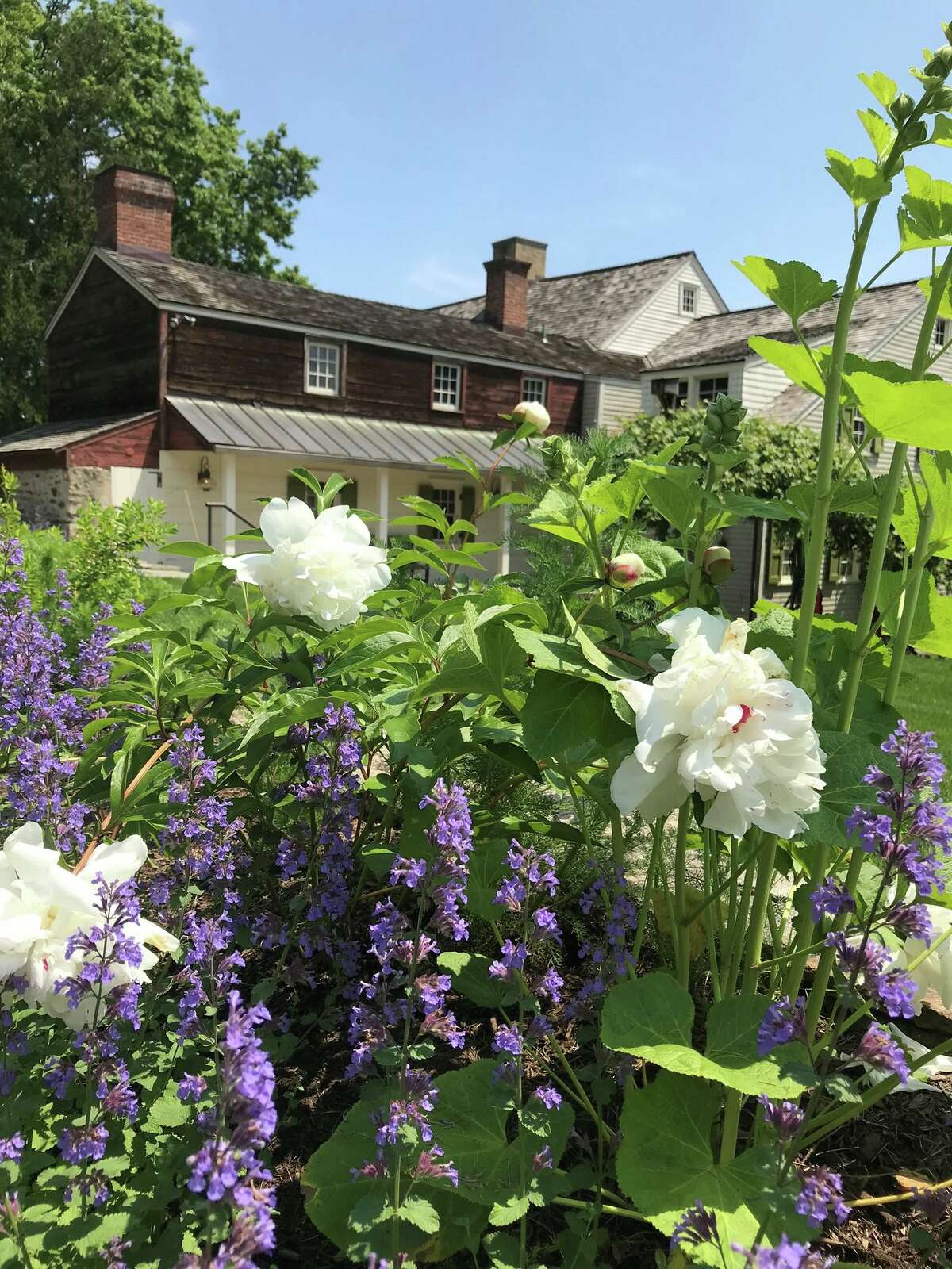 The peonies in the Impressionist Garden are overlooking Bush-Holley House on the grounds of the Greenwich Historical Society.