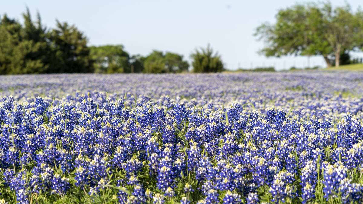 Texas' most beautiful can be found along the Ennis