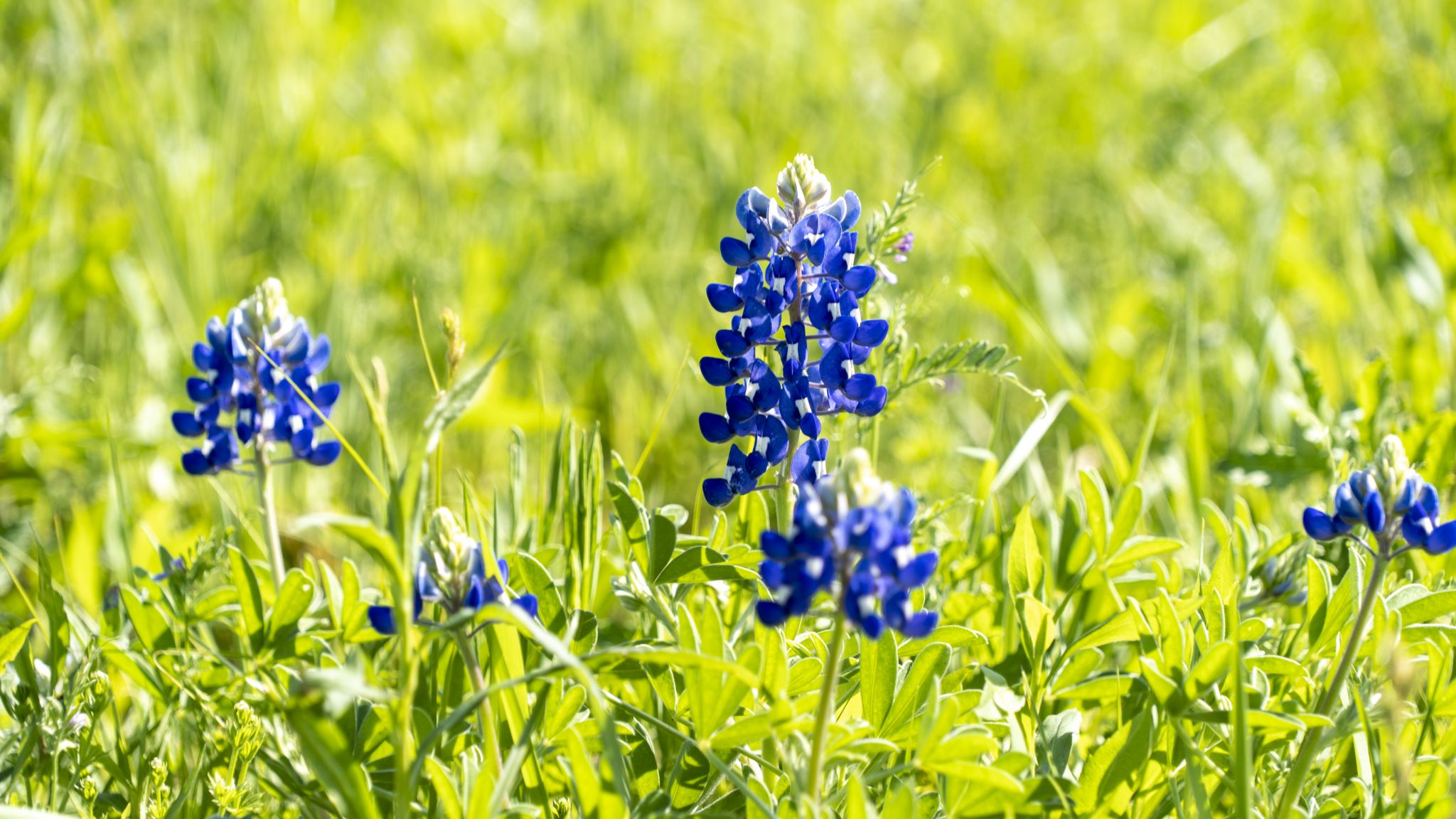 Ennis Bluebonnet Festival beauty captured in 2025
