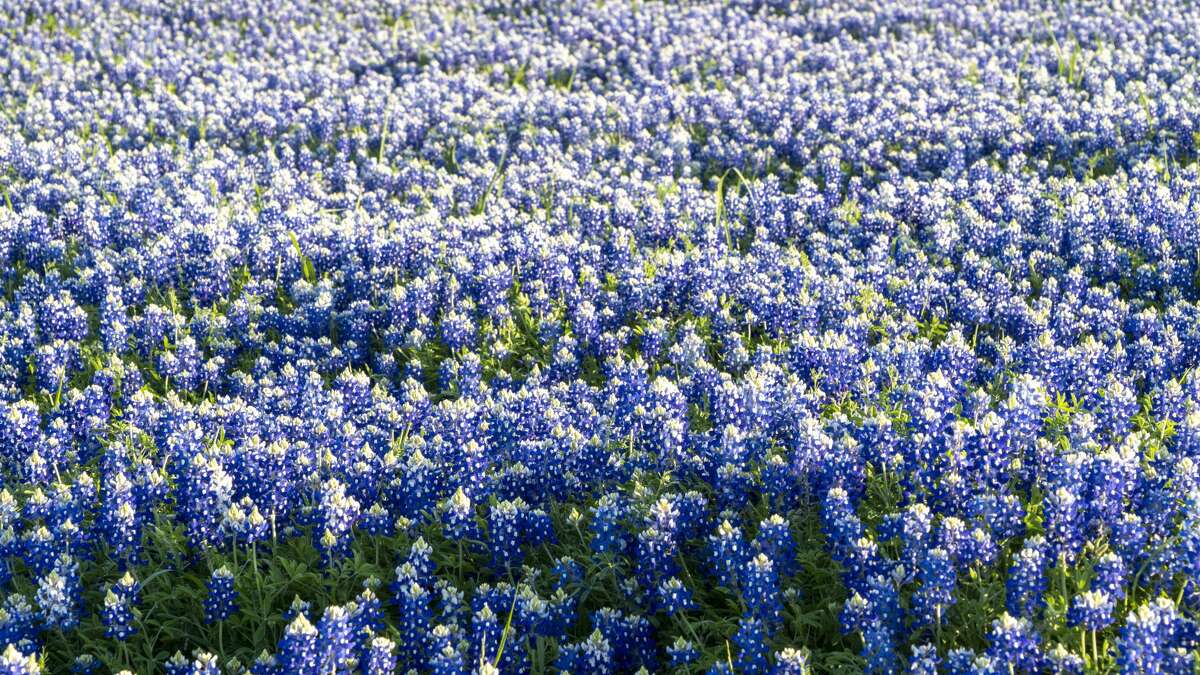 Texas' most beautiful bluebonnets can be found along the Ennis ...