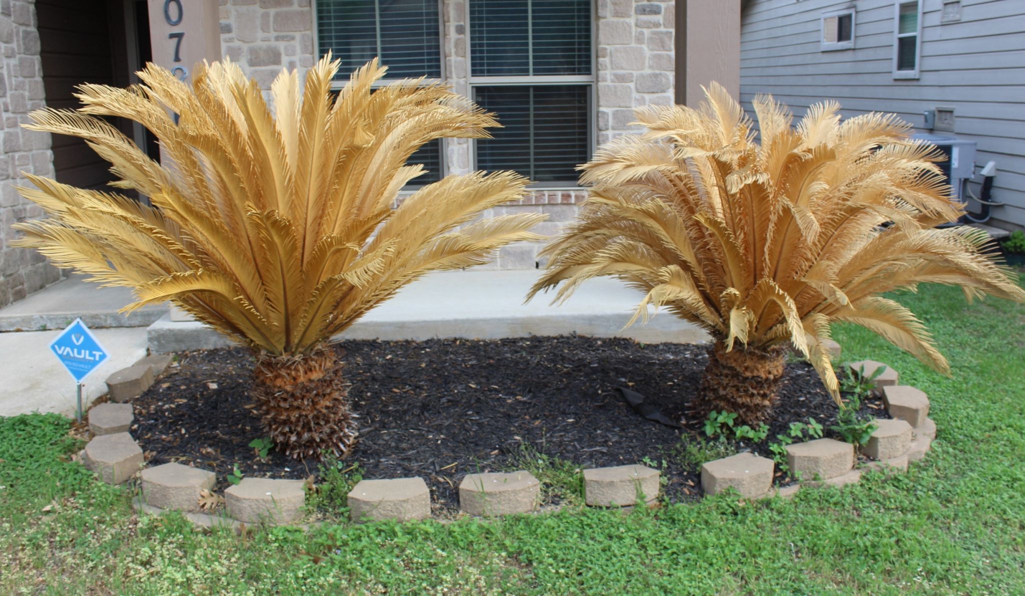 Still wondering what to do about your freeze-damaged yard? - Vimarsana News