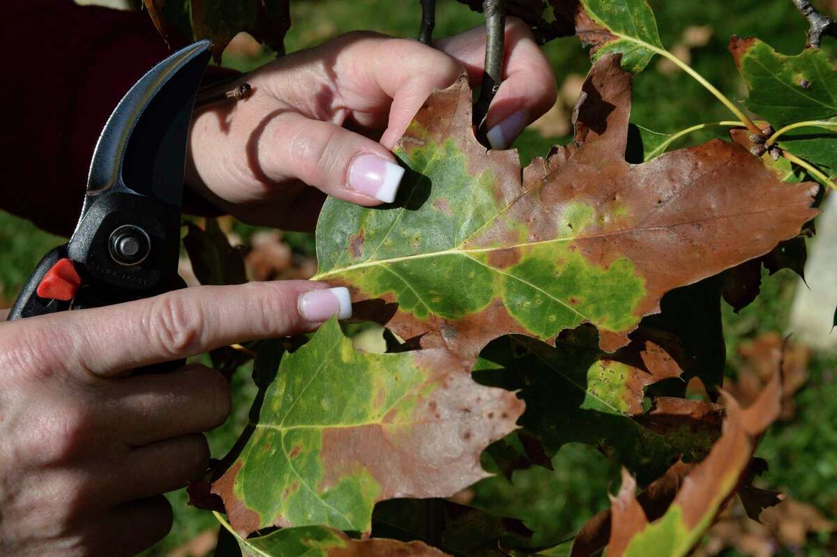 Leaves from a tree affected by oak wilt may be green, brown or a combination of both. Above is a sample from an oak tree in New York, taken by Karen Snover-Clift, director Plant Disease Diagnostic Clinic Cornell University Department of Plant Pathology and Plant-Microbe Biology, in 2017. (Photo by Debbie Egan-Chin/NY Daily News via Getty Images)
