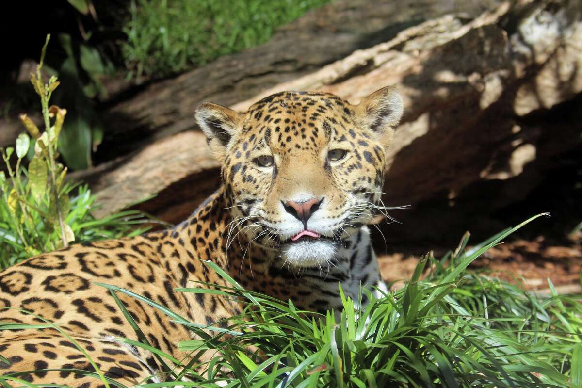 A jaguar who lives at the San Antonio Zoo. 