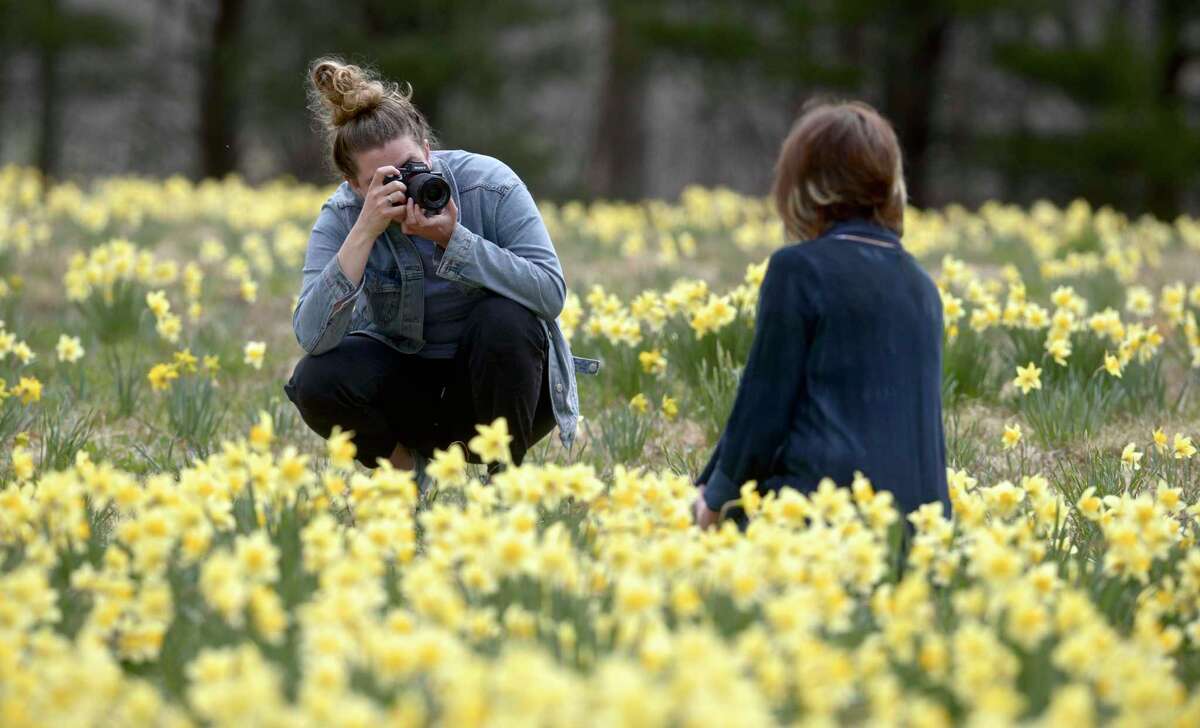 A Redding woman feared a popular daffodil field would be destroyed, so