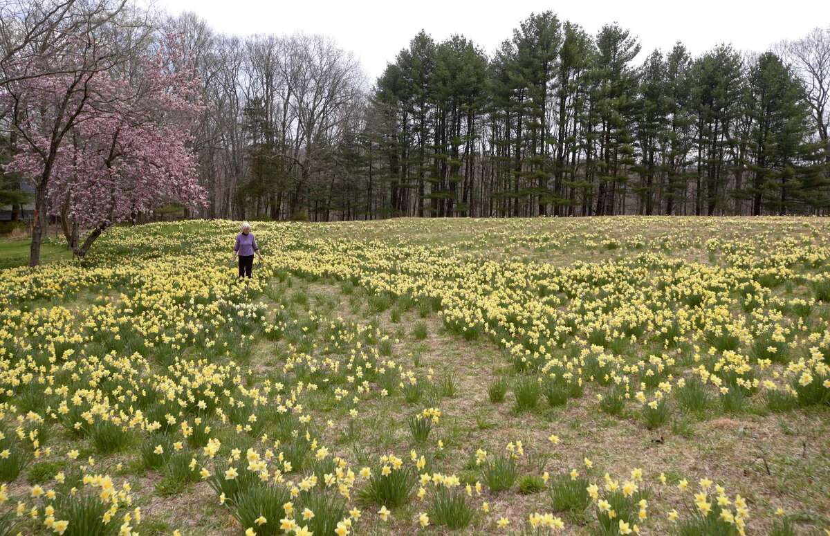 A Redding woman feared a popular daffodil field would be destroyed, so
