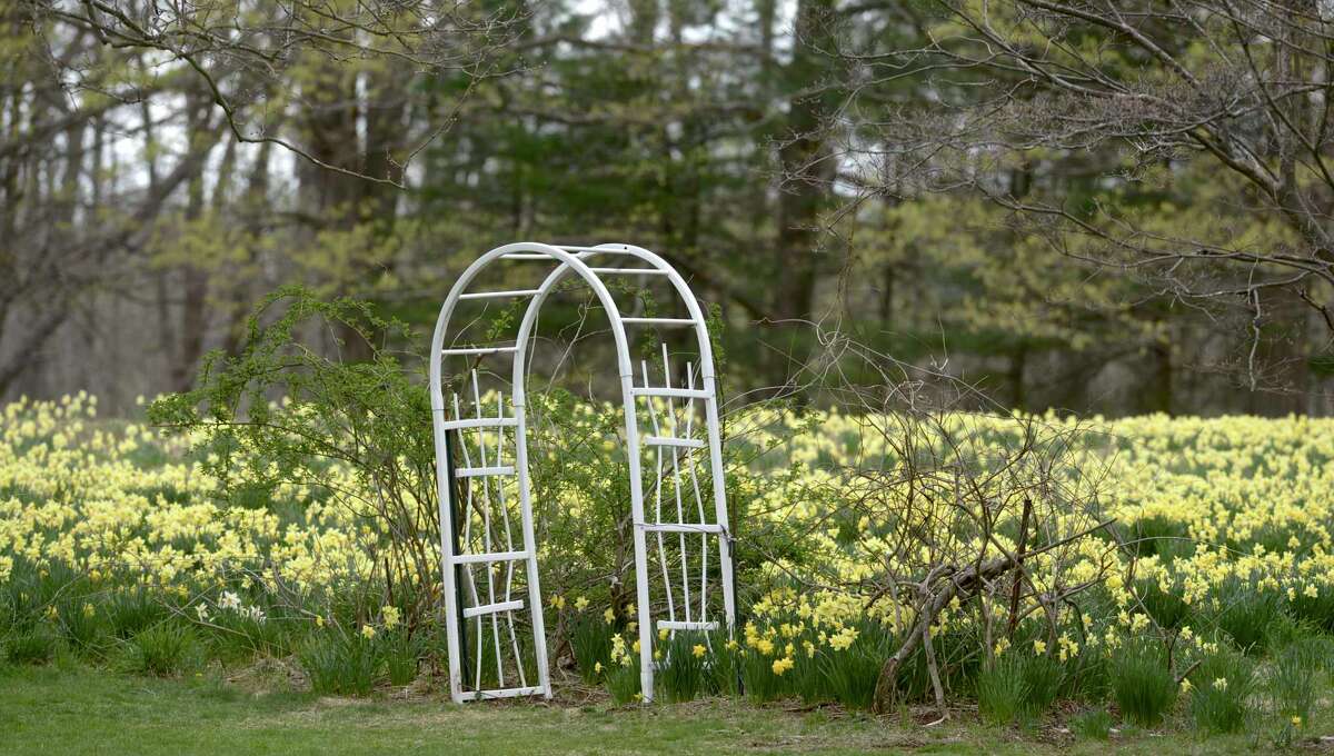 A Redding woman feared a popular daffodil field would be destroyed, so