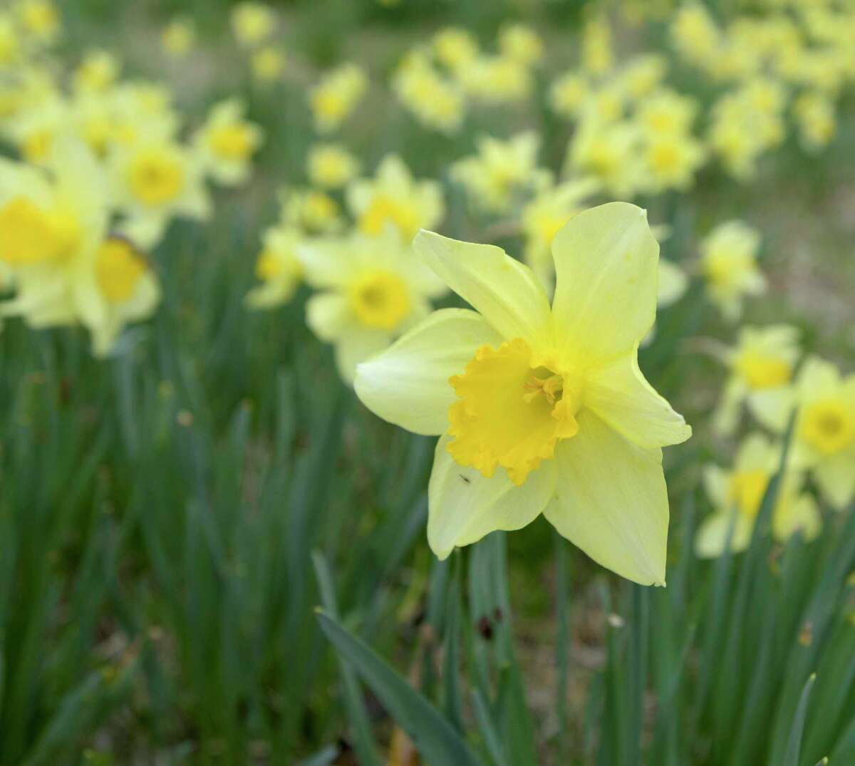 A Redding woman feared a popular daffodil field would be destroyed, so