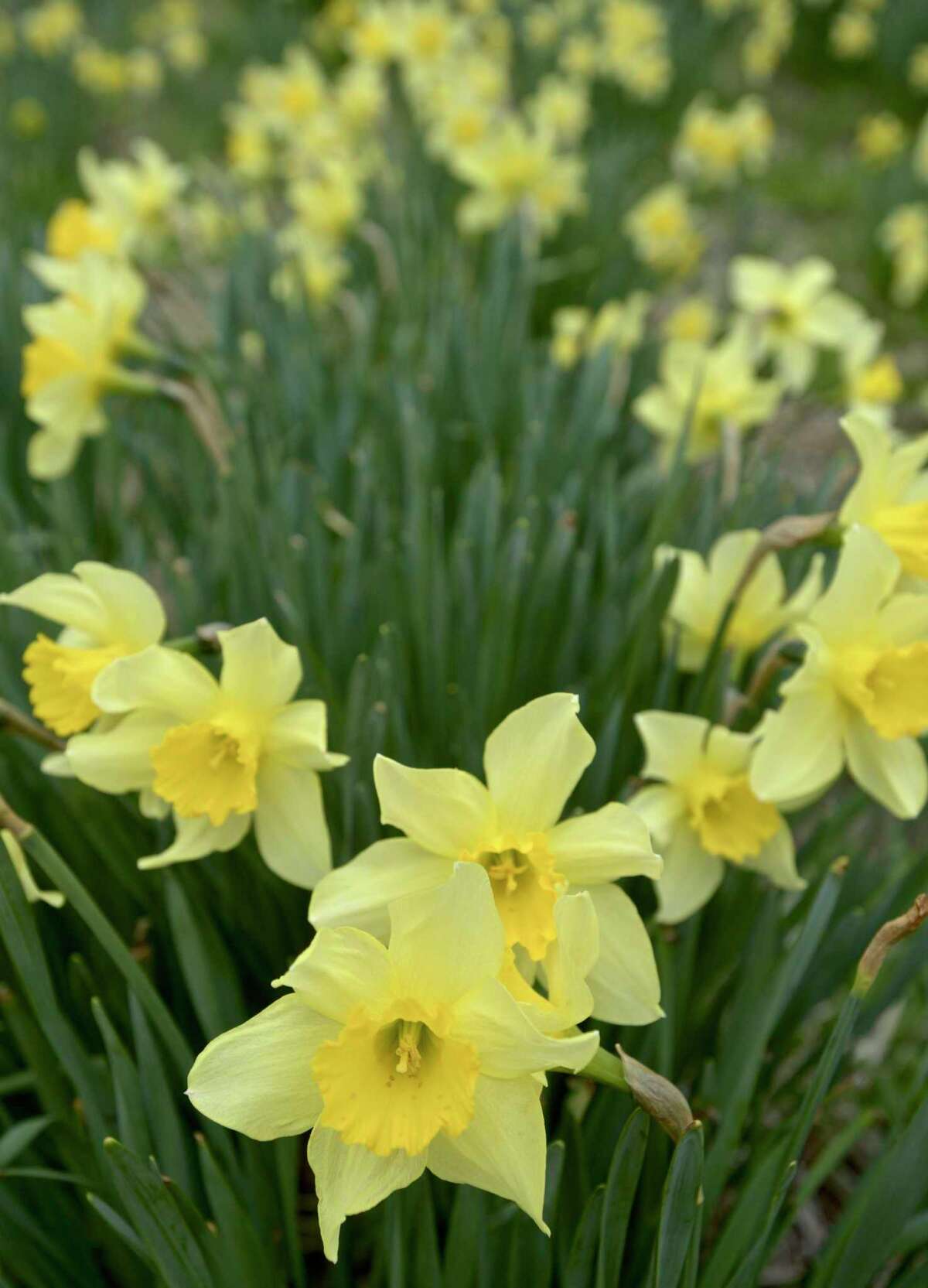 A Redding woman feared a popular daffodil field would be destroyed, so