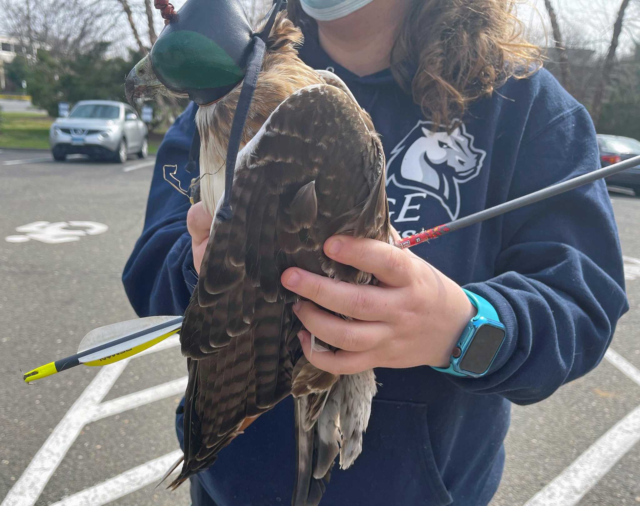A redtailed hawk was pierced with an arrow in Newtown. Now a local