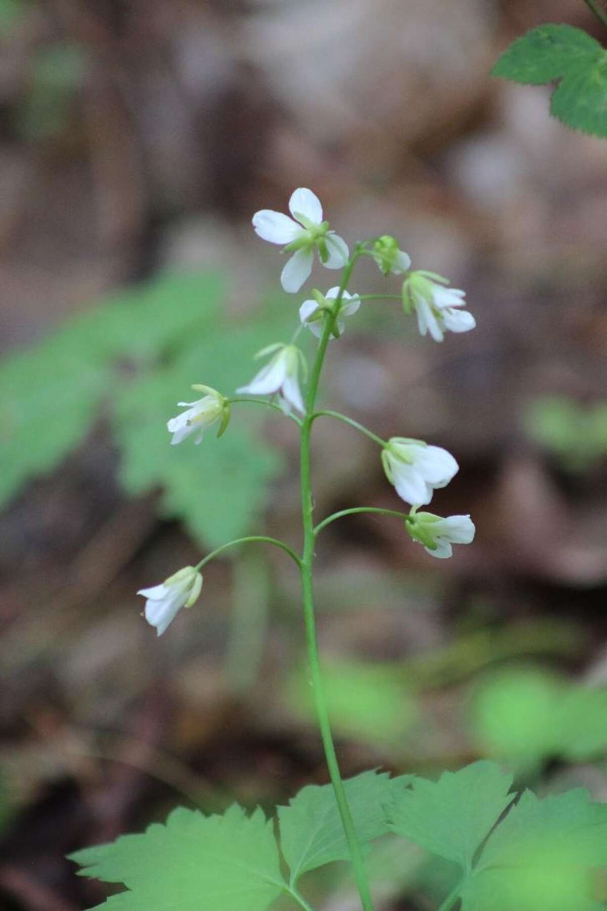 Two-leaved toothwort (Cardamine diphylla).