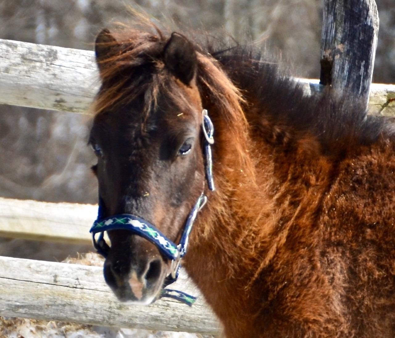 Horse of CT in Washington holding Volunteer Day - Vimarsana News