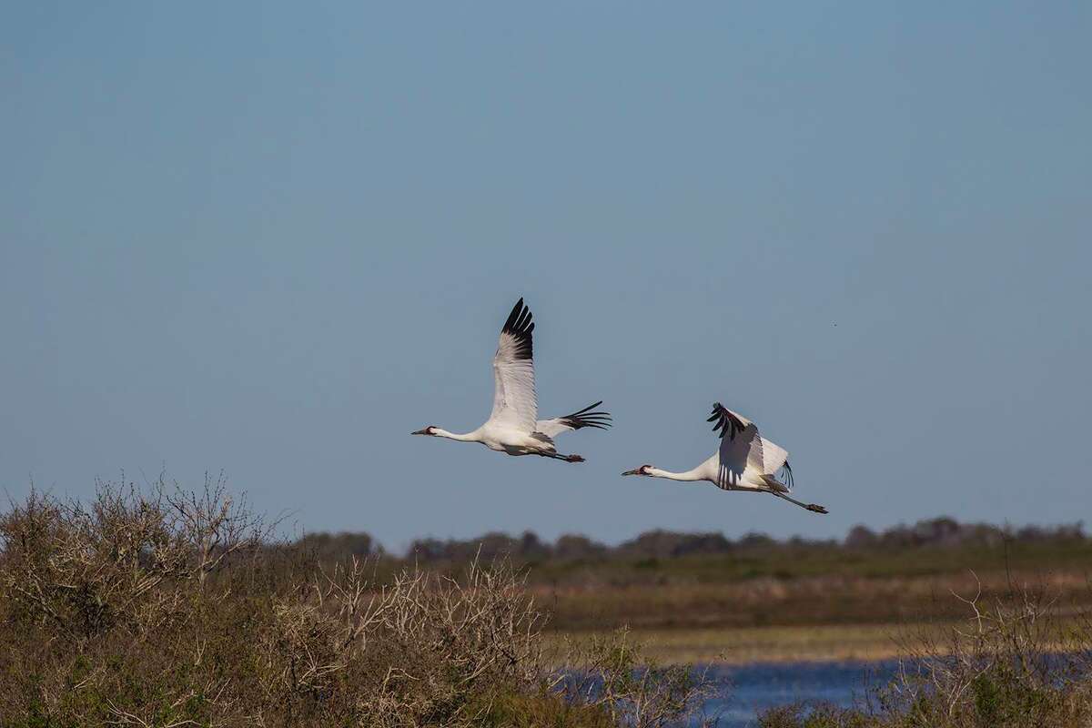 Whooping cranes finally nesting in Texas again