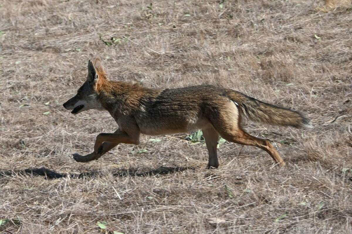 A California coyote on the run.