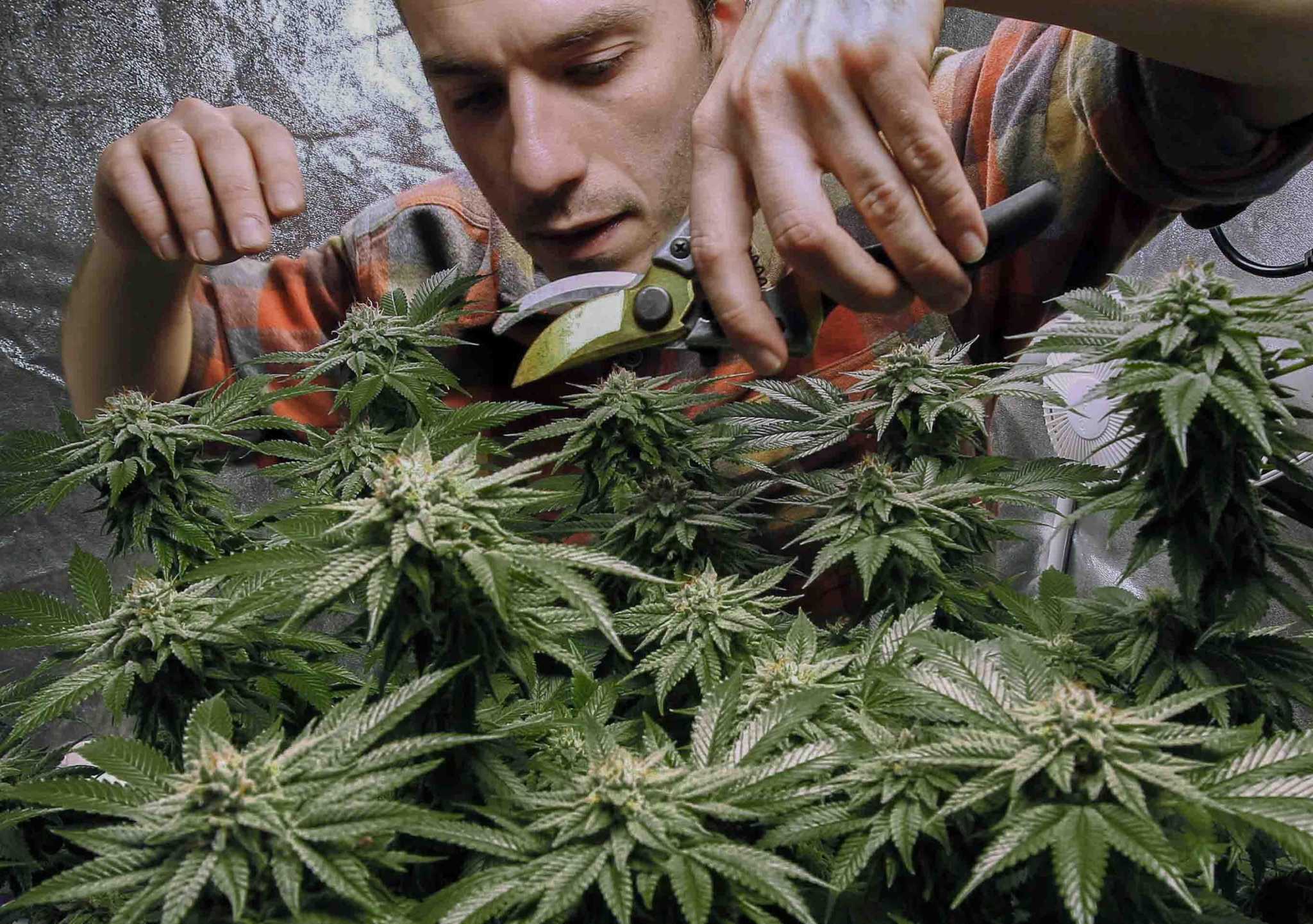 Final details in campaign to legalize marijuana in CT hashed out behind closed doors - Vimarsana News