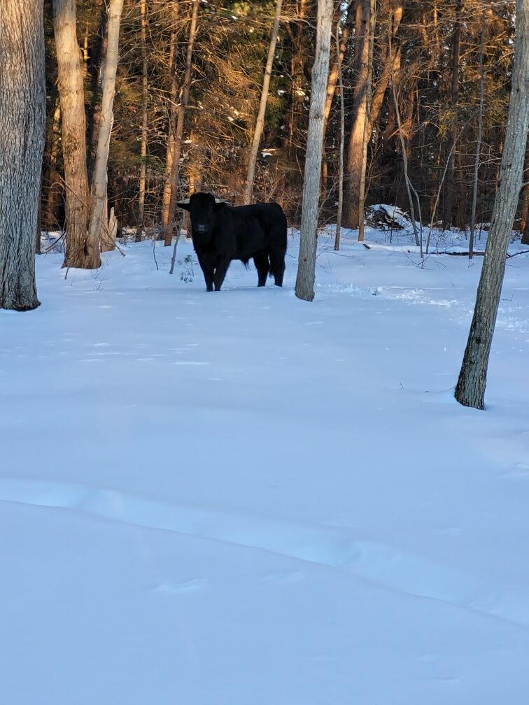 How much did it cost to search for 'Buddy the beefalo'?