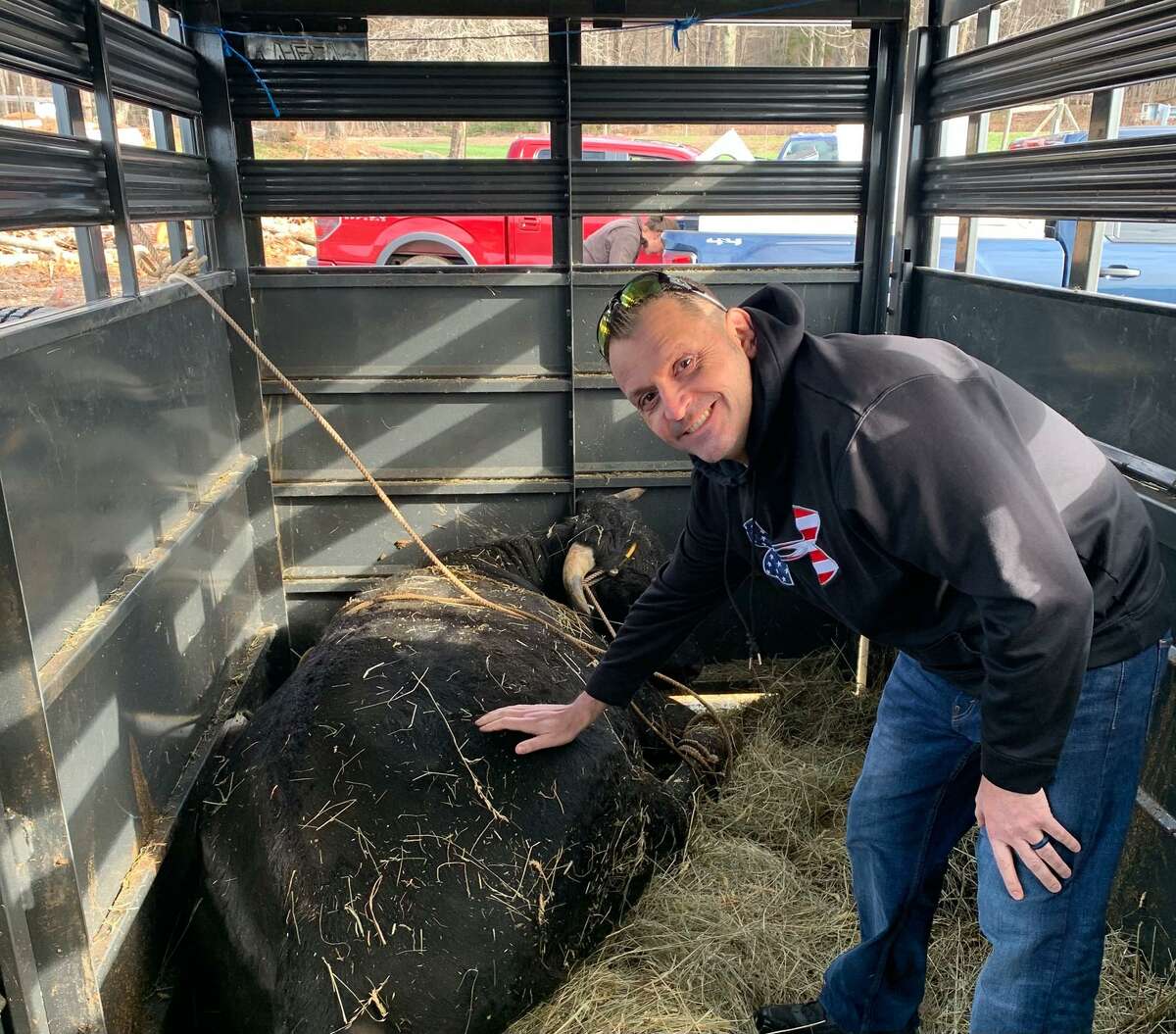 Plymouth Police Capt. Ed Benecchi poses with Buddy the beefalo after his capture.