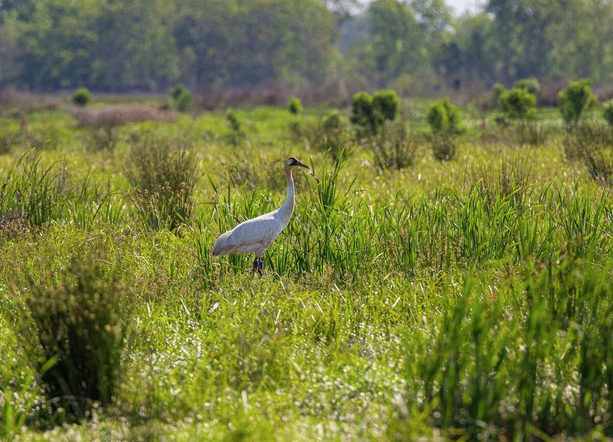 Whooping cranes finally nesting in Texas again