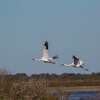 The whooping crane population at Aransas Refuge reached 506 birds this past winter. News of a second population that might be nesting is good news.