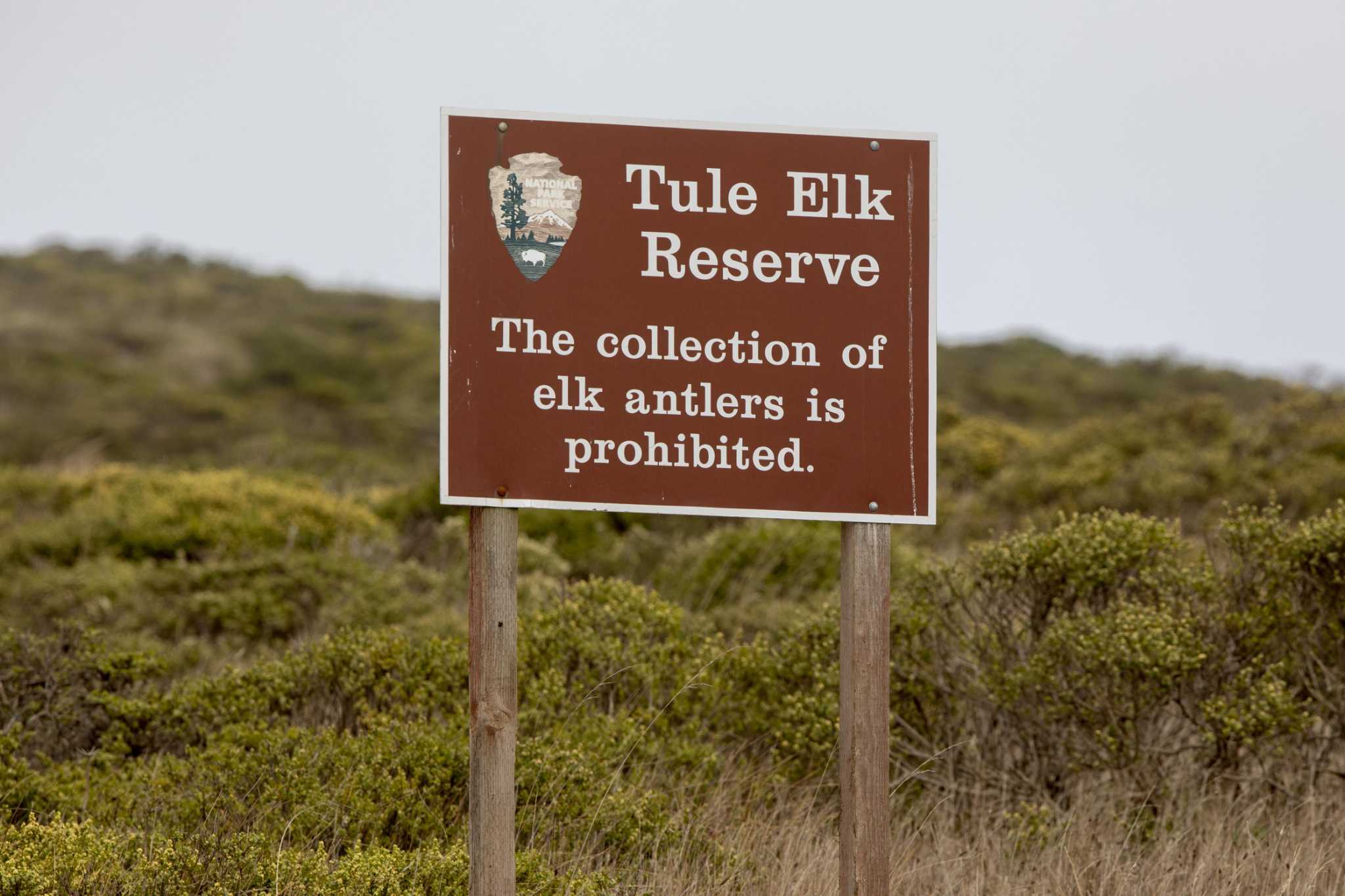 Drought prompts Point Reyes park officials to truck water to thirsty elk