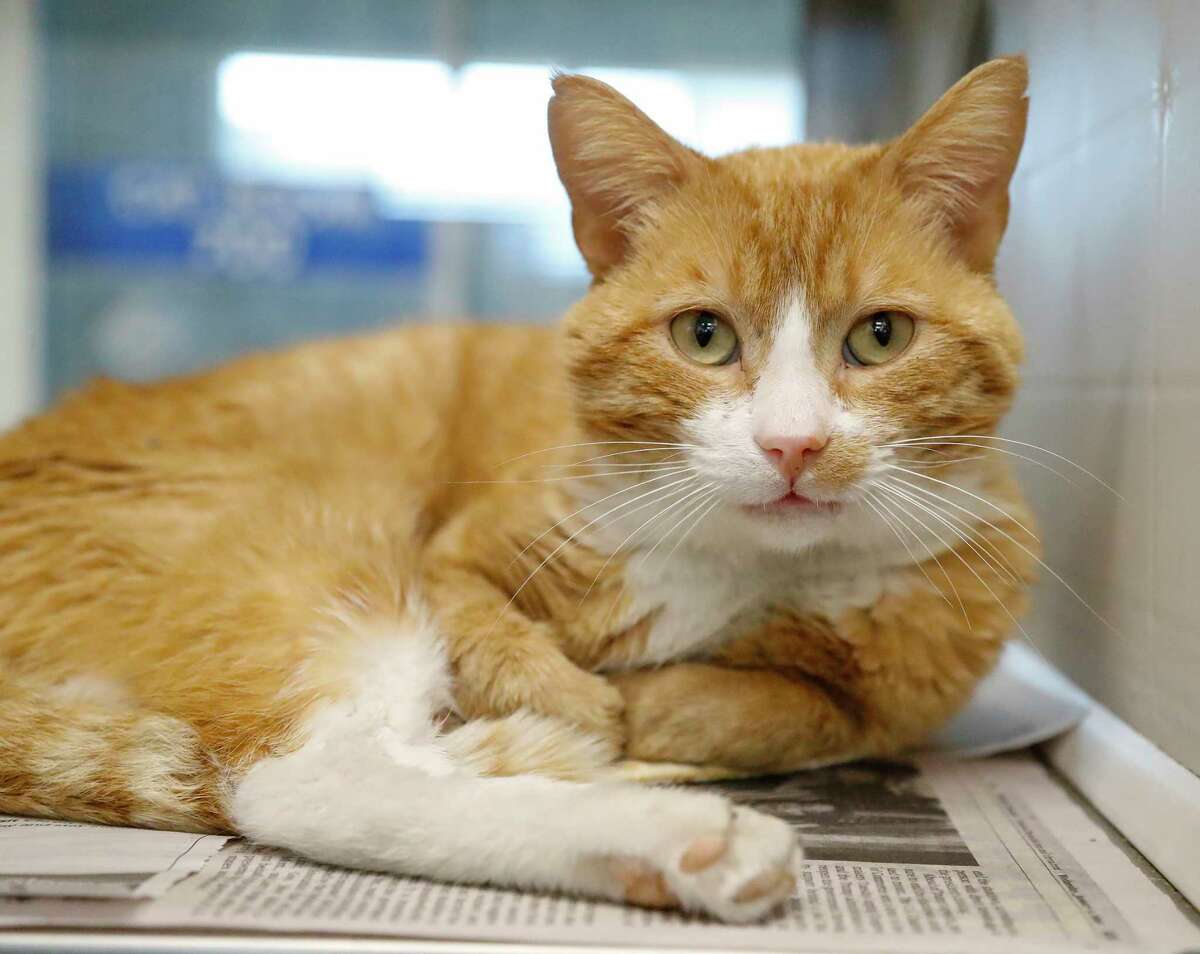 View of Pets of the Week: Harris County Pets