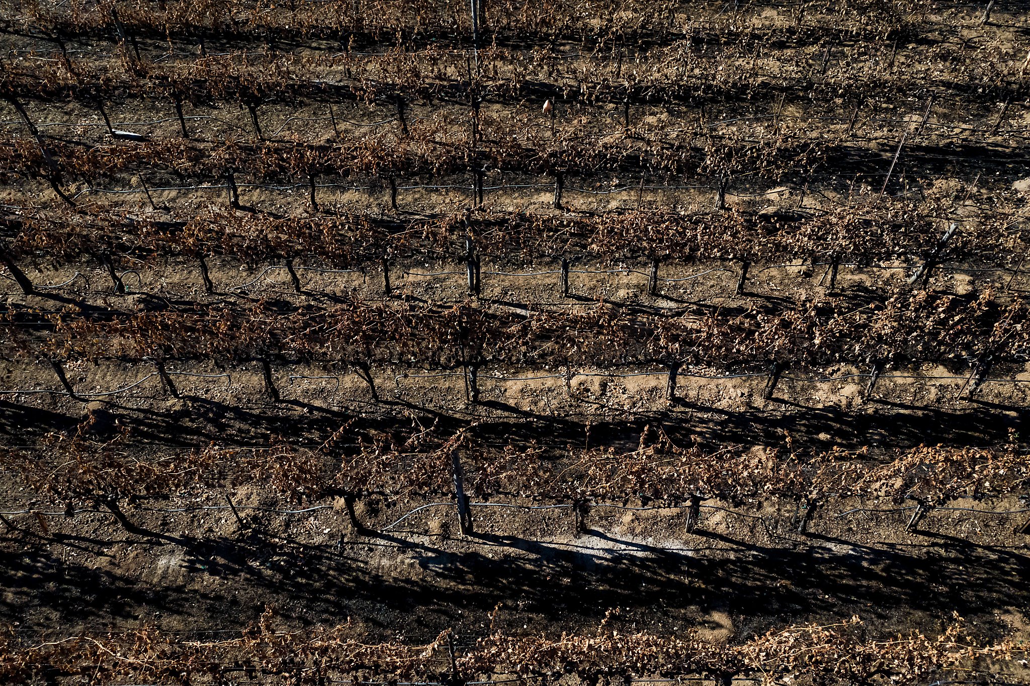 California's droughts sometimes make better wine - but they're bad for the industry overall. Here's why - Vimarsana News