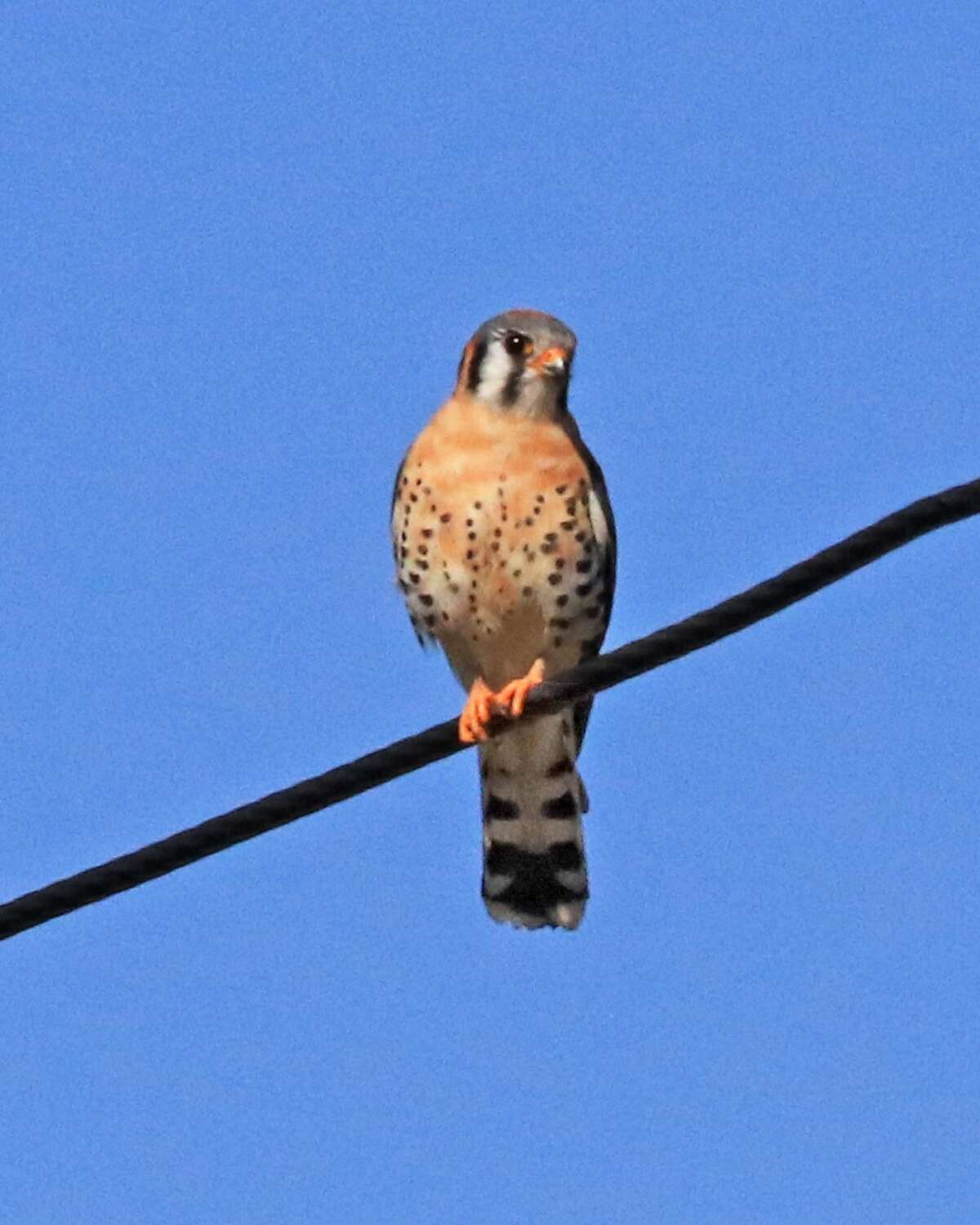 Barbara Nuffer of Averill Park says, "While on my daily walk on my country road I noticed two unusual birds hunting in the neighbor's farm fields."  Here is an American kestrel, the smallest falcon in North America."
