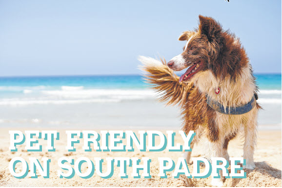 Pet Friendly on South Padre - Vimarsana News