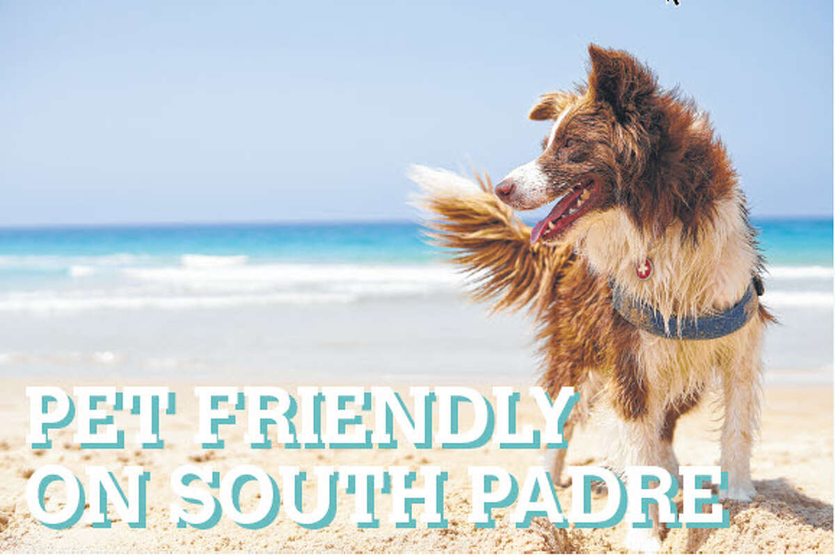 are dogs allowed on south padre beach