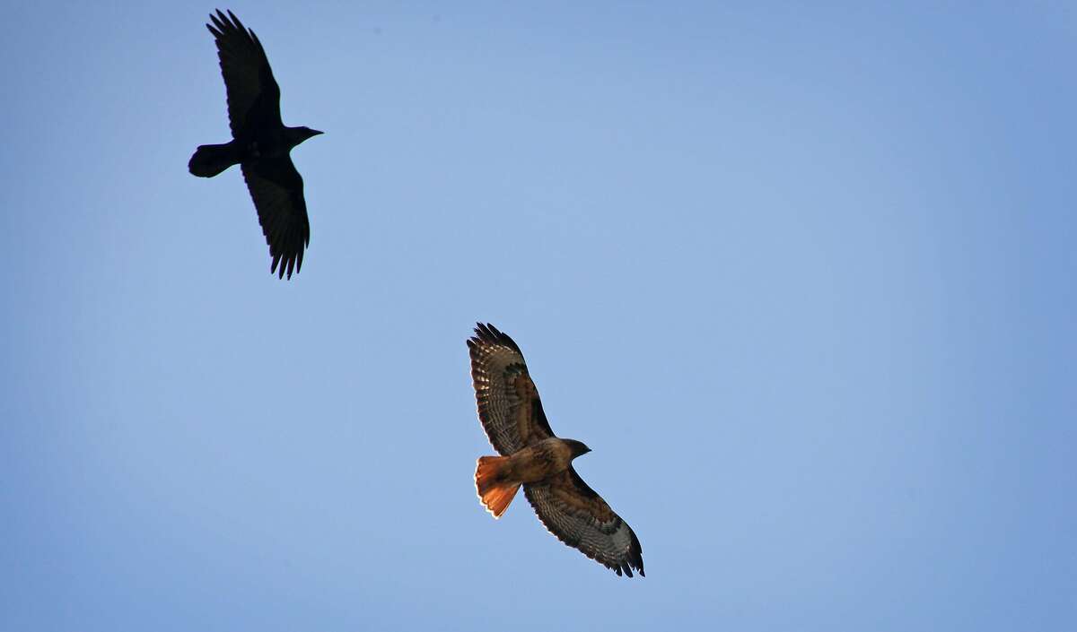 Volunteers for Hawkwatch identify raptors, like this red-tailed hawk (center).