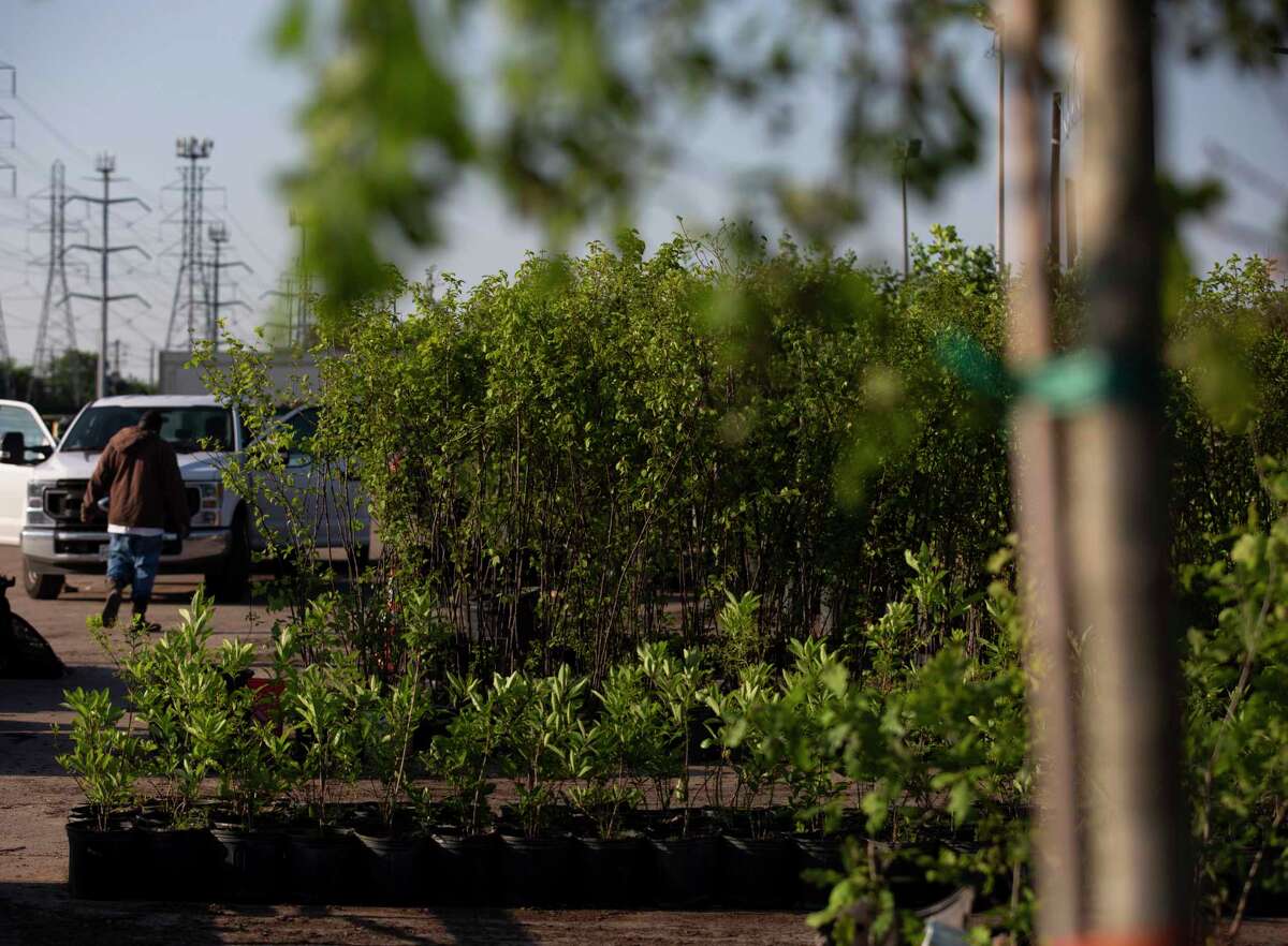 Trees for Houston has planted 600,000 trees. Now, the nonprofit is
