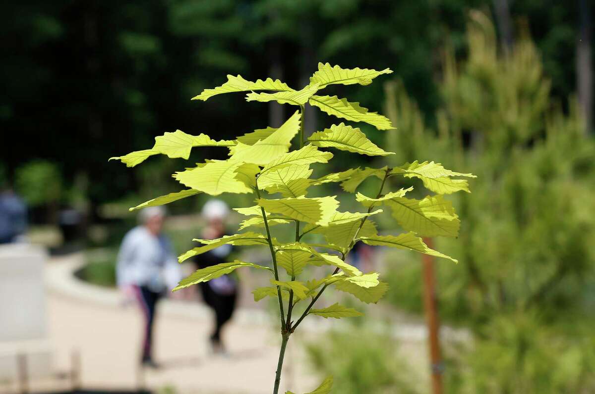 Trees for Houston has planted 600,000 trees. Now, the nonprofit is