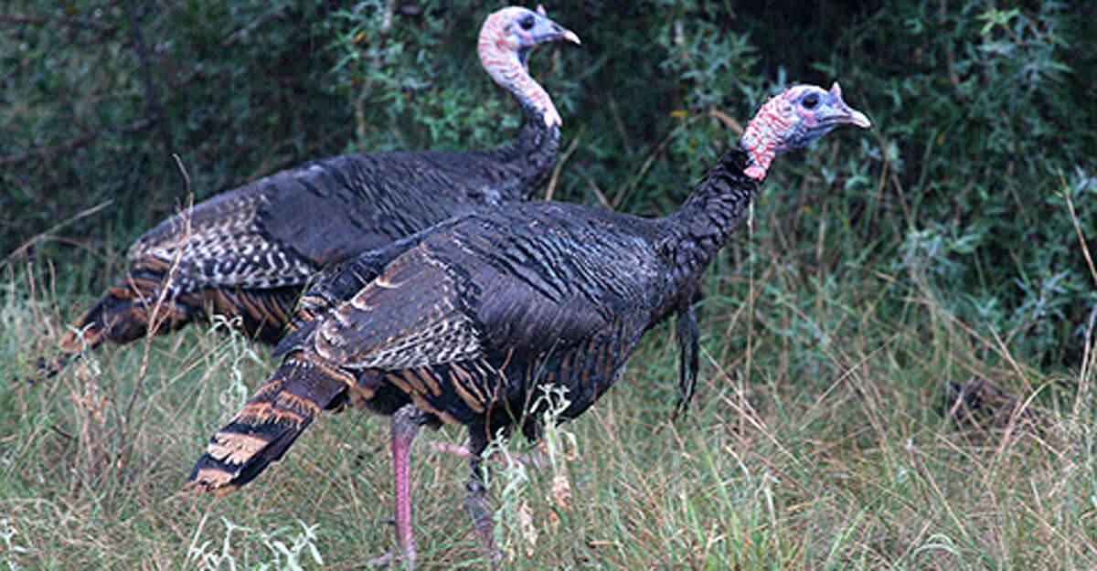 Conservationists are working to restore eastern wild turkeys to the subspecies' historical range.