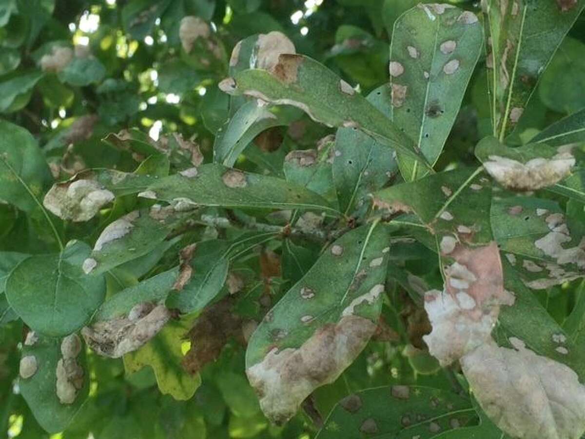 Michael Potter: Oak Leaf Blister revolves around environmental conditions