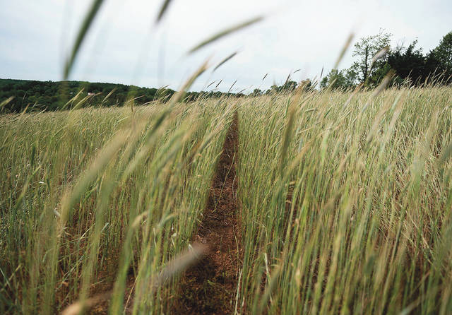 Farmers concerned with soil health turn to cover crops - Vimarsana News