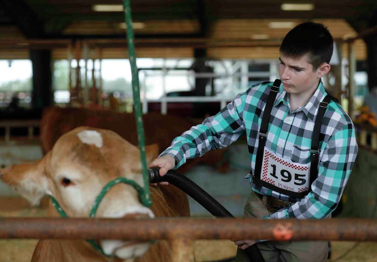 Noah Chamberlain of Montgomery Dobbin 4H blow dries his heifer, Carolina, before the replacement heifer show at the Montgomery County Fair & Rodeo, Thursday, April 15, 2021, in Conroe. This year’s fair kicks off Friday.