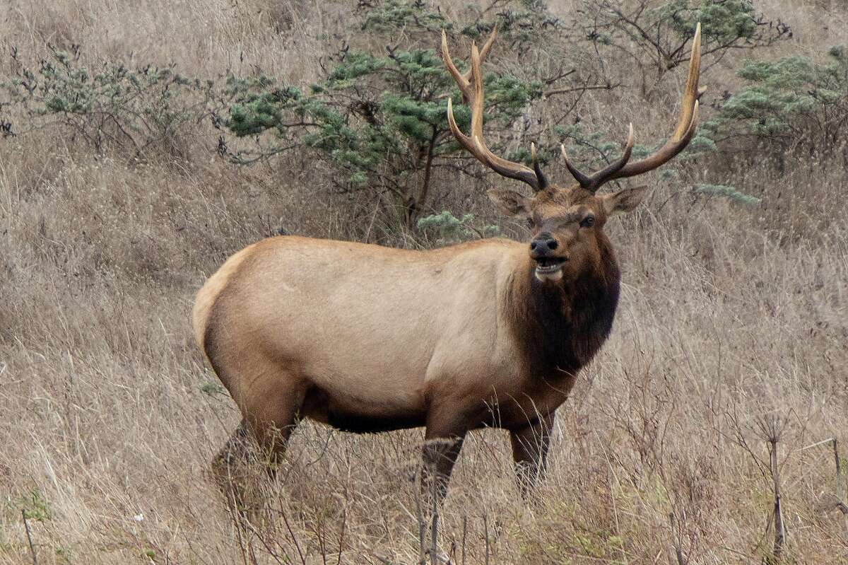 A bull tule elk lets out a mating call while roaming the hills of the Tomales Point Tule Elk Reserve inside Point Reyes National Seashore.