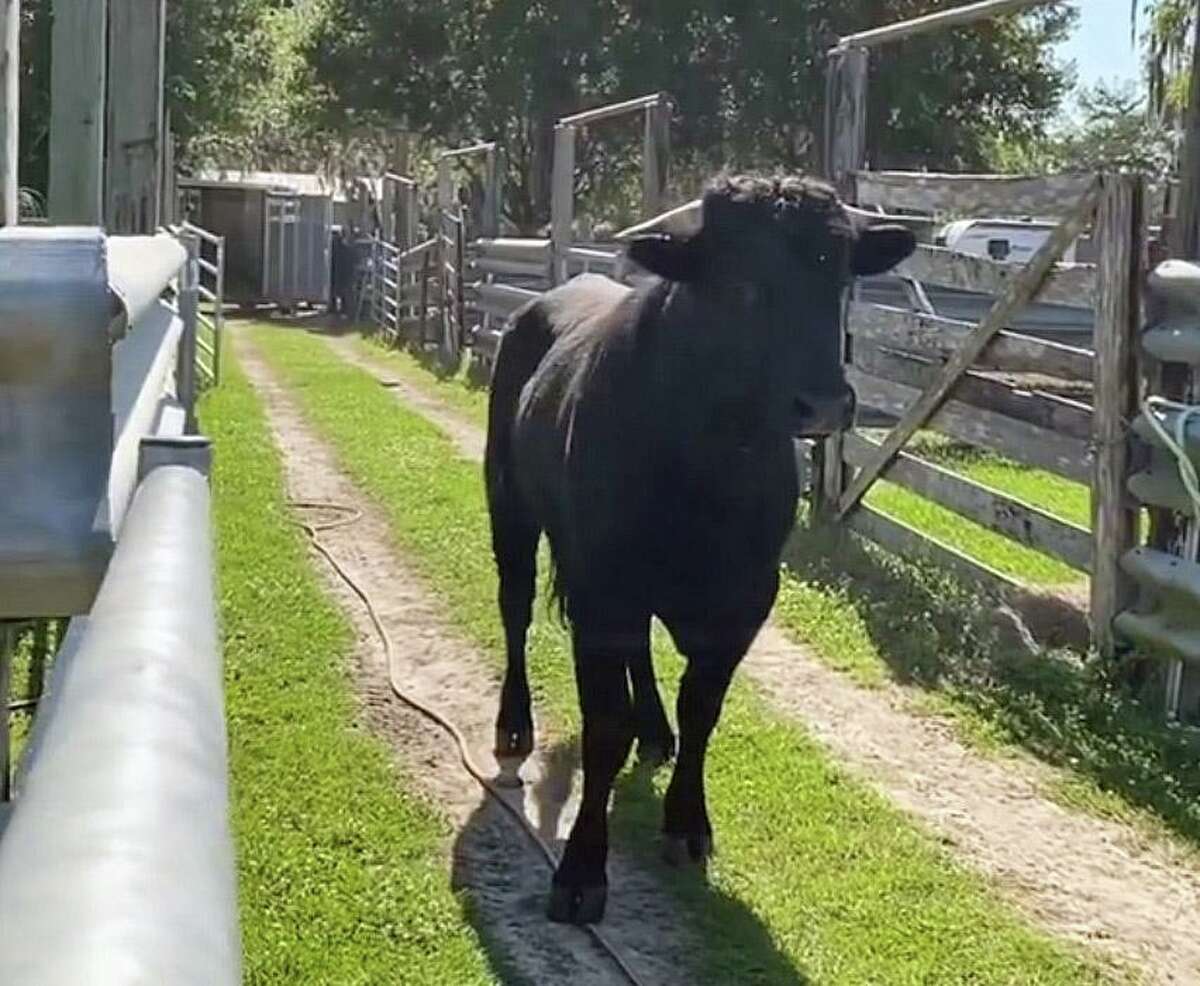 A screenshot from a video shared by the sanctuary where Buddy the beefalo, from Plymouth, Conn., will retire.
