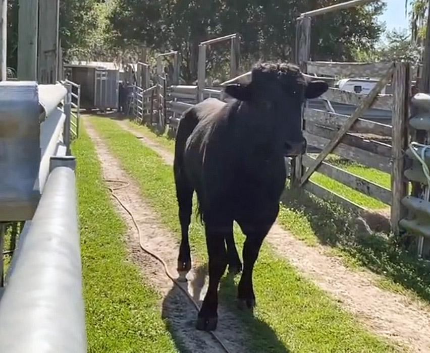'Buddy the beefalo' twice tries to escape pens at Florida sanctuary after 8 months on run in CT - Vimarsana News