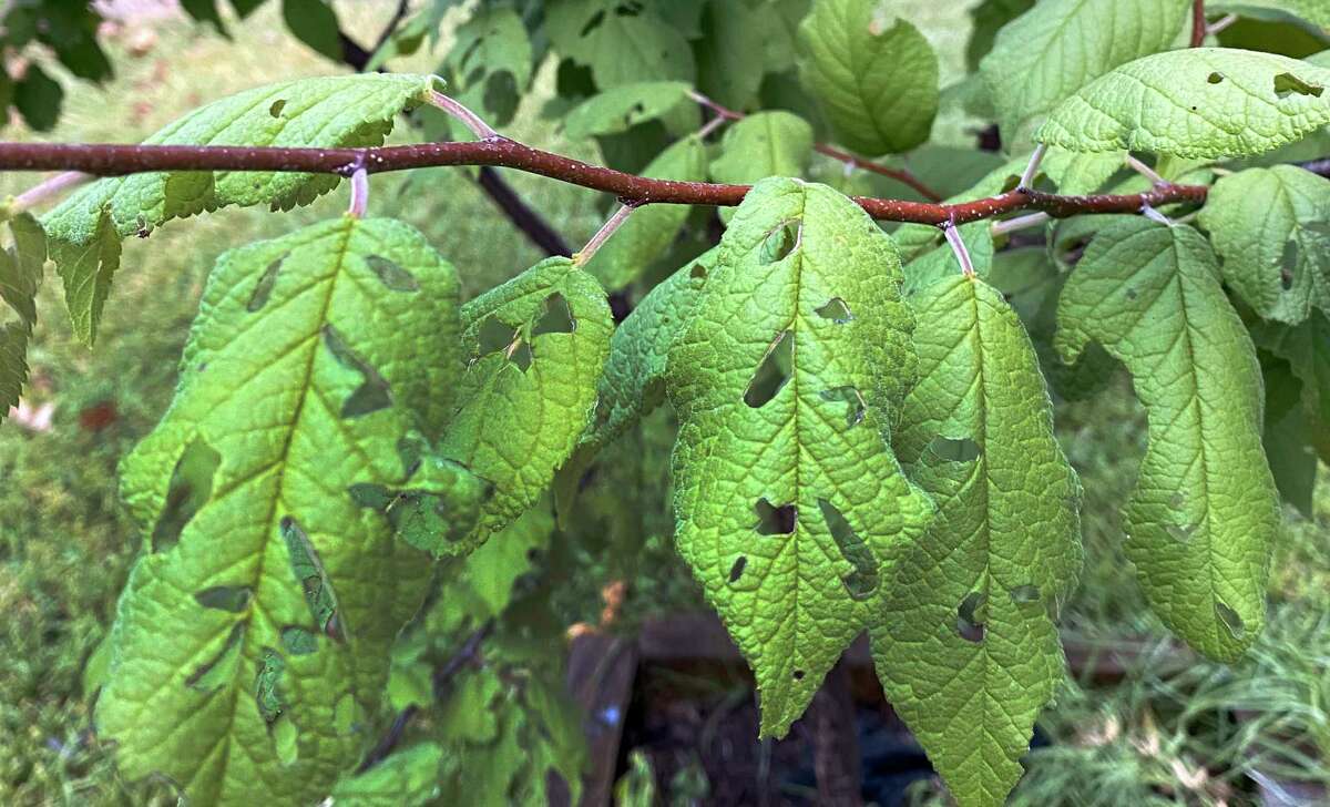 No Good Treatment For Bacterial Leaf Spot On Plants