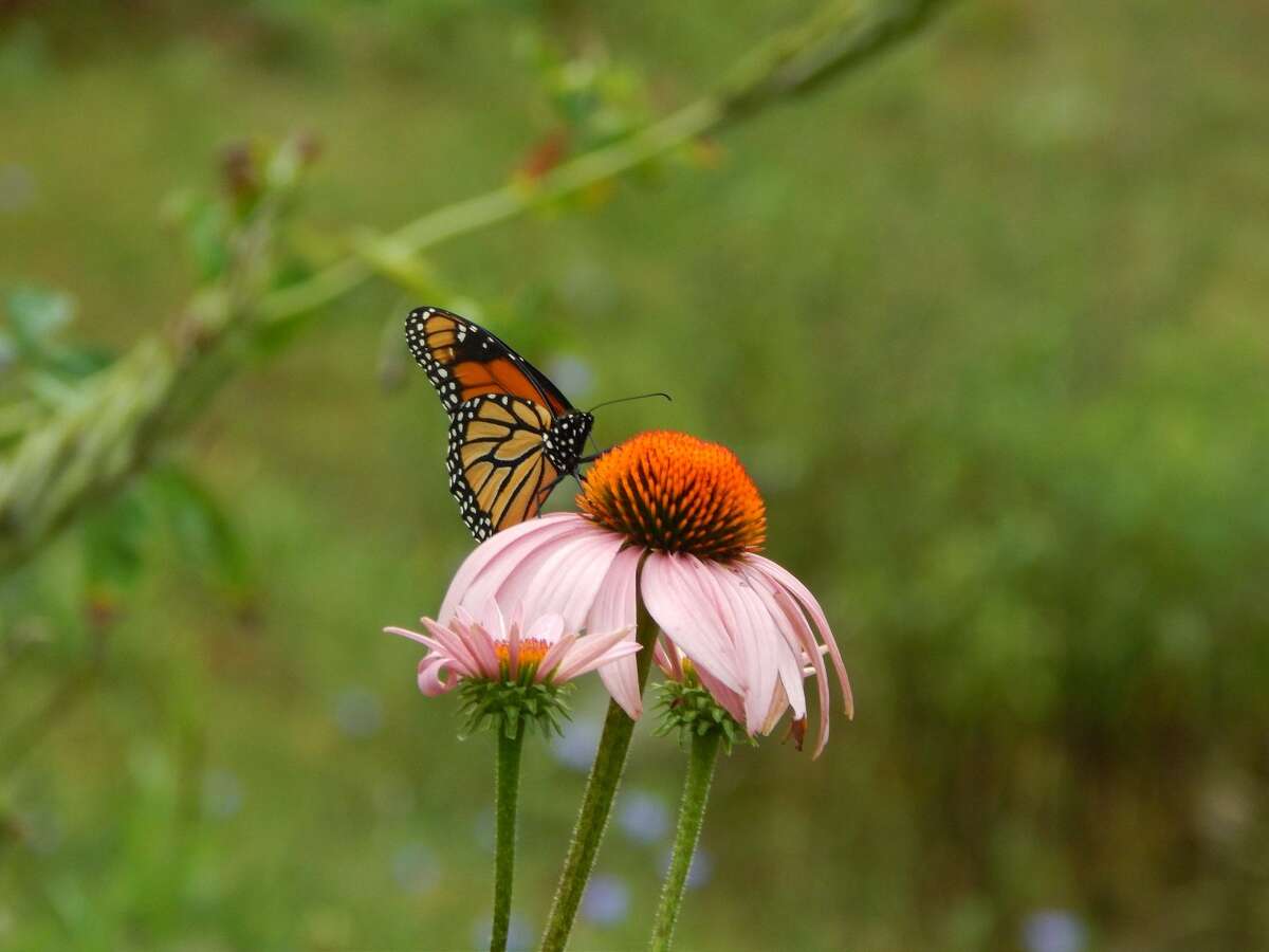 Though many think of pollinator gardens or pathways as a way to save only honeybees, these oases of native plants are meant to re-establish habitat and food for a variety of pollinators, which in turn benefits all wildlife.