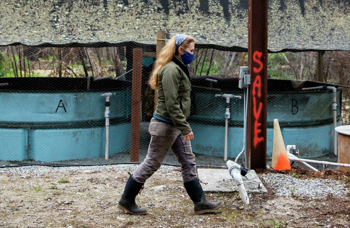 Anne Rowley of the Monterey Bay Salmon and Trout Project walks past tanks holding young Central California Coast coho salmon, called smolts, before they are released into Big Creek near Davenport.