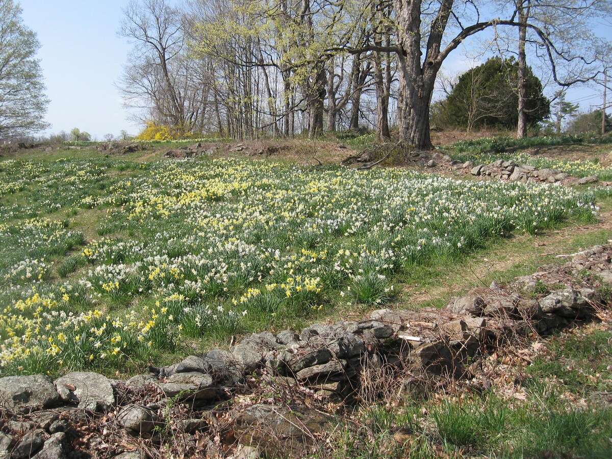 ‘Kind of a rite of passage for Litchfield kids’ Farm’s daffodil fields