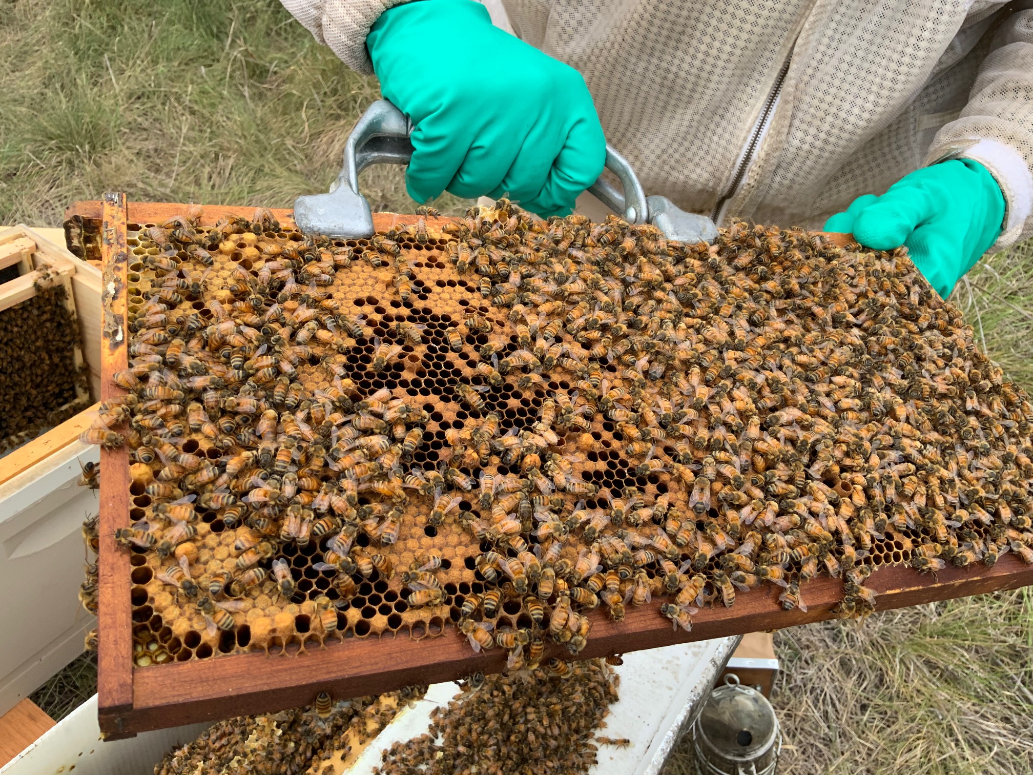Buzzy new fleet of 40,000 pollinators lands at San Antonio airport - Vimarsana News