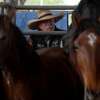 Burros and wild mustangs fill pens at Ford Park on the opening day of the Bureau of Land Management's horse and burro sale. Photo made Friday, April 23, 2021 Kim Brent/The Enterprise