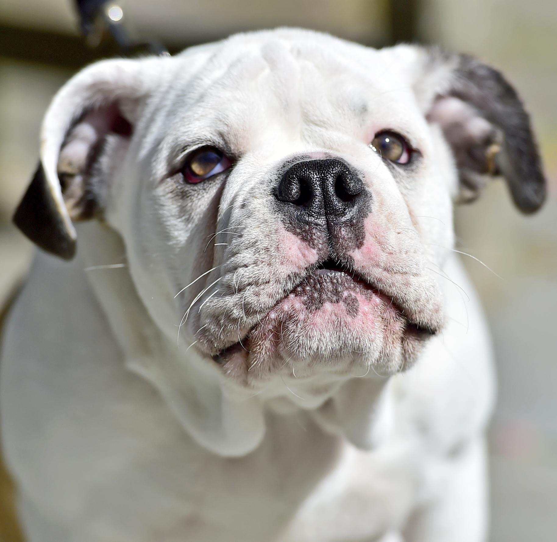 Meet Yale's new Handsome Dan 'He absolutely knows he's a