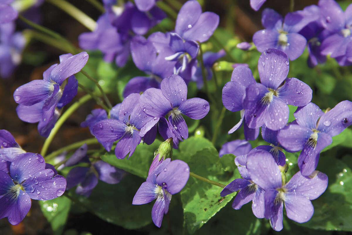 Purple reign Spring bringing an abundance of violets across state