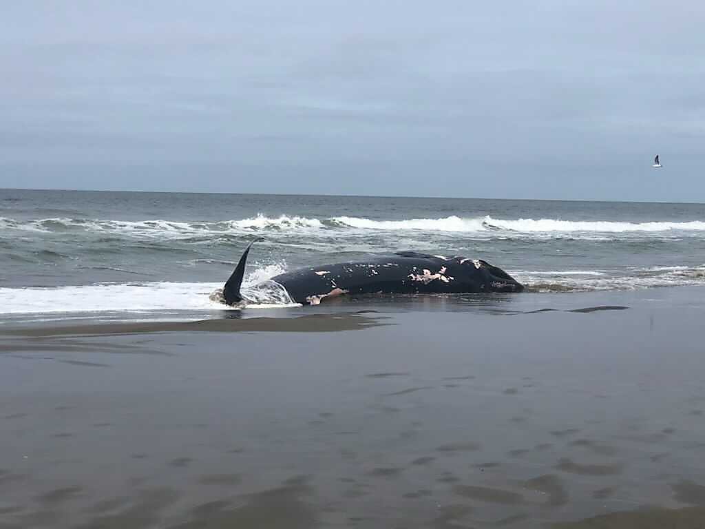 Another whale washes up dead in SF — this time at Fort Funston