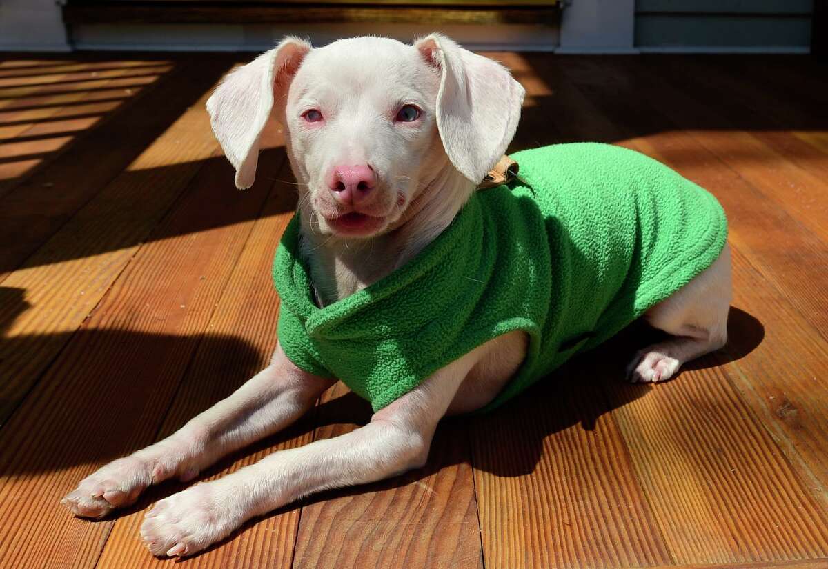 Deaf, blind and pink Instagram famous dog from Westport spreads
